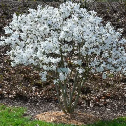 Magnolia étoilé - Fleurit avant les feuilles