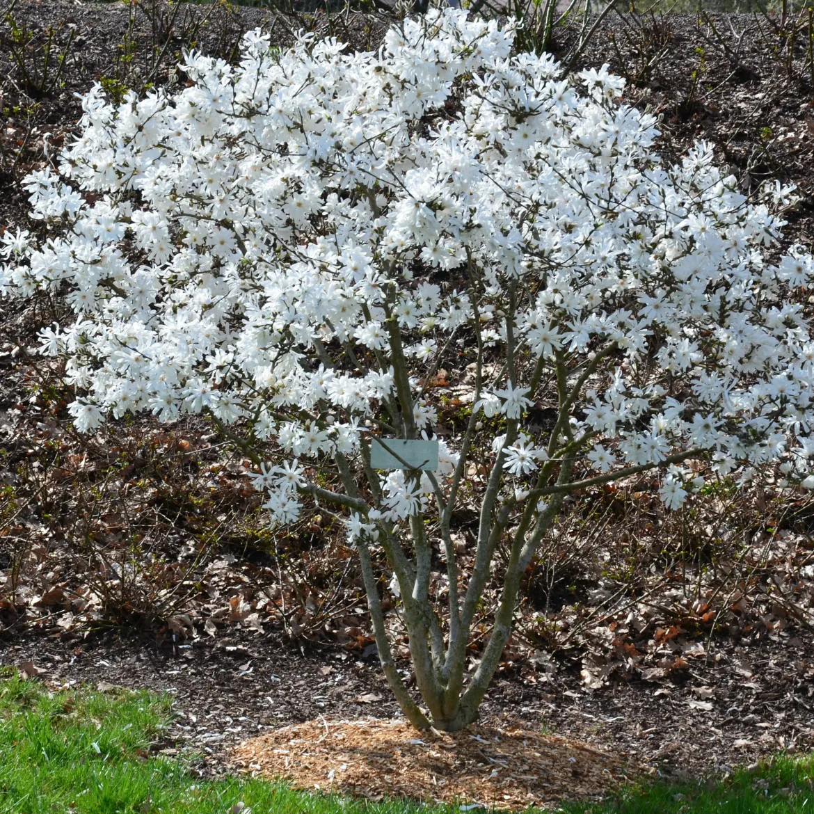 Magnolia étoilé - Fleurit avant les feuilles