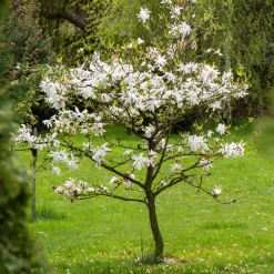 Magnolia étoilé - Fleurit avant les feuilles