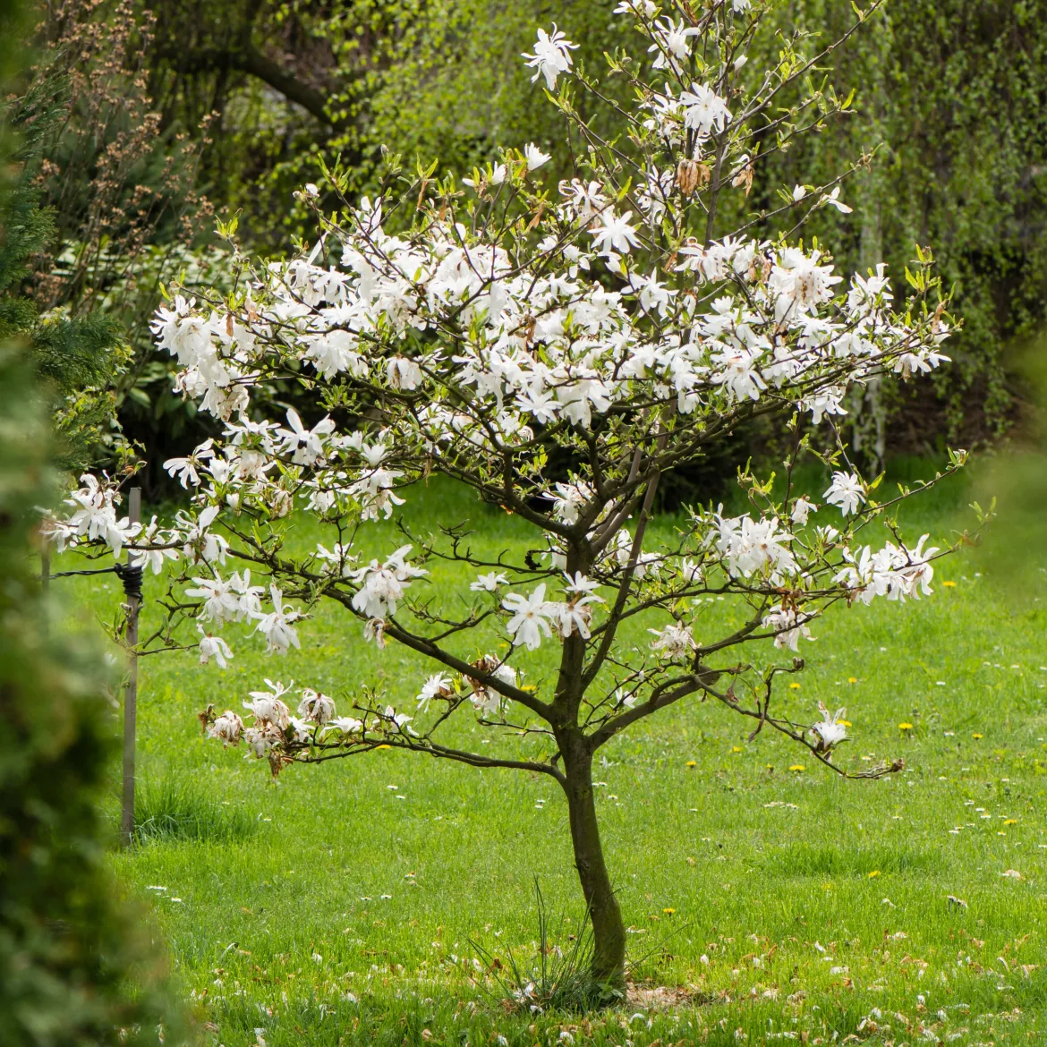 Magnolia étoilé - Fleurit avant les feuilles