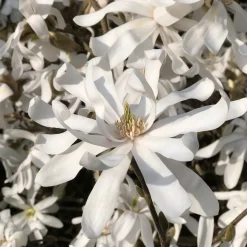 Magnolia étoilé - Fleurit avant les feuilles