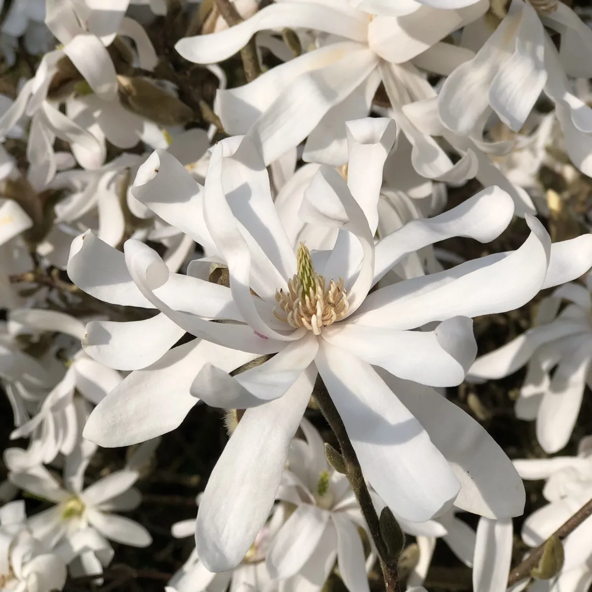 Magnolia étoilé - Fleurit avant les feuilles