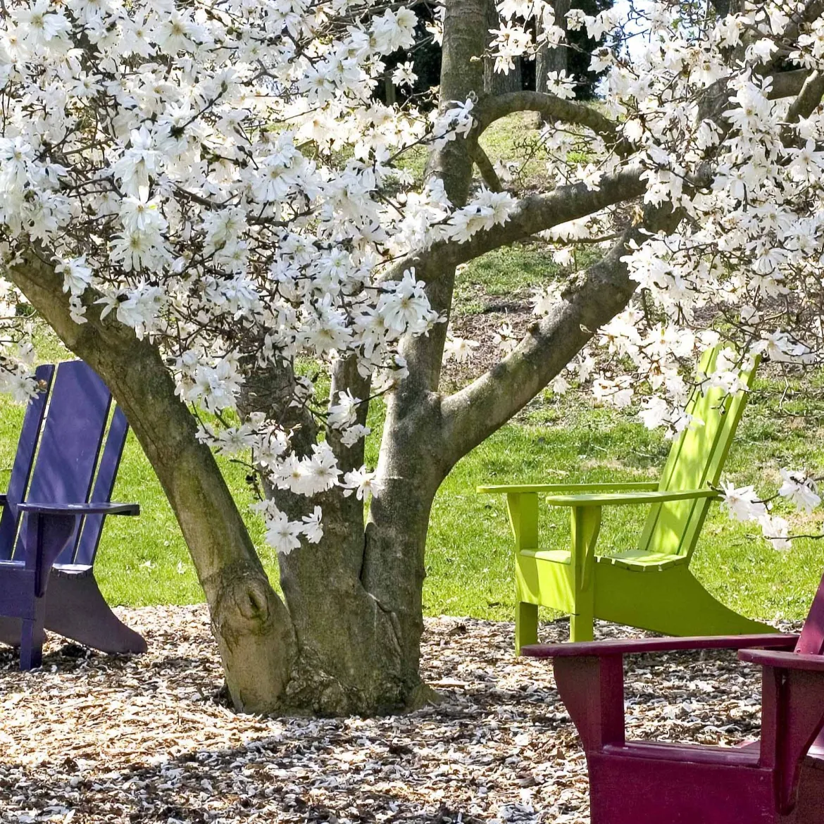 Magnolia étoilé - Fleurit avant les feuilles
