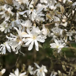 Magnolia étoilé - Fleurit avant les feuilles