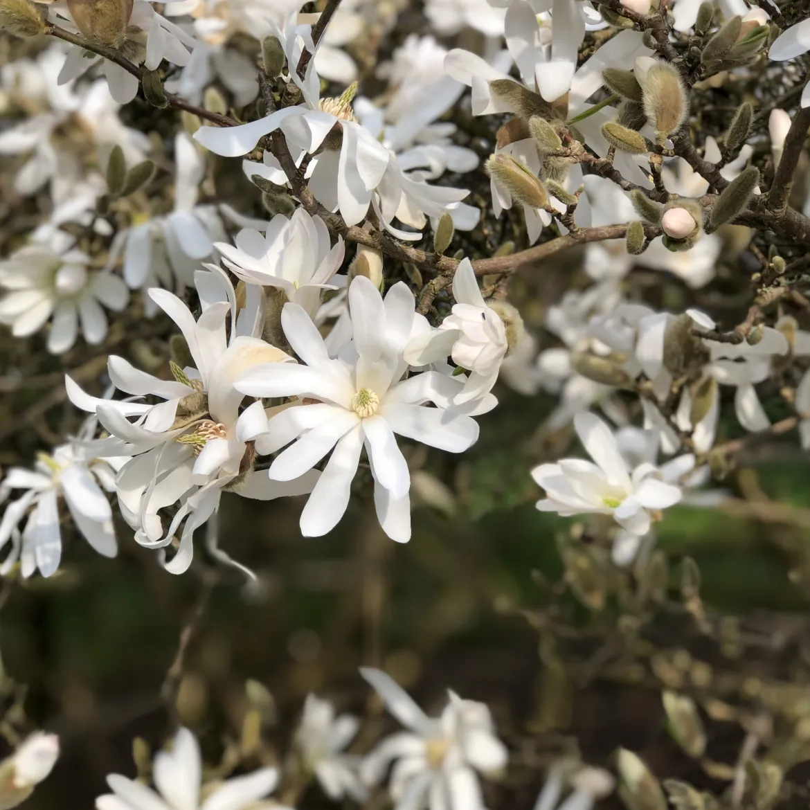 Magnolia étoilé - Fleurit avant les feuilles