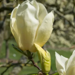 Magnolia Yellow Lantern - Un magnolia jaune rare