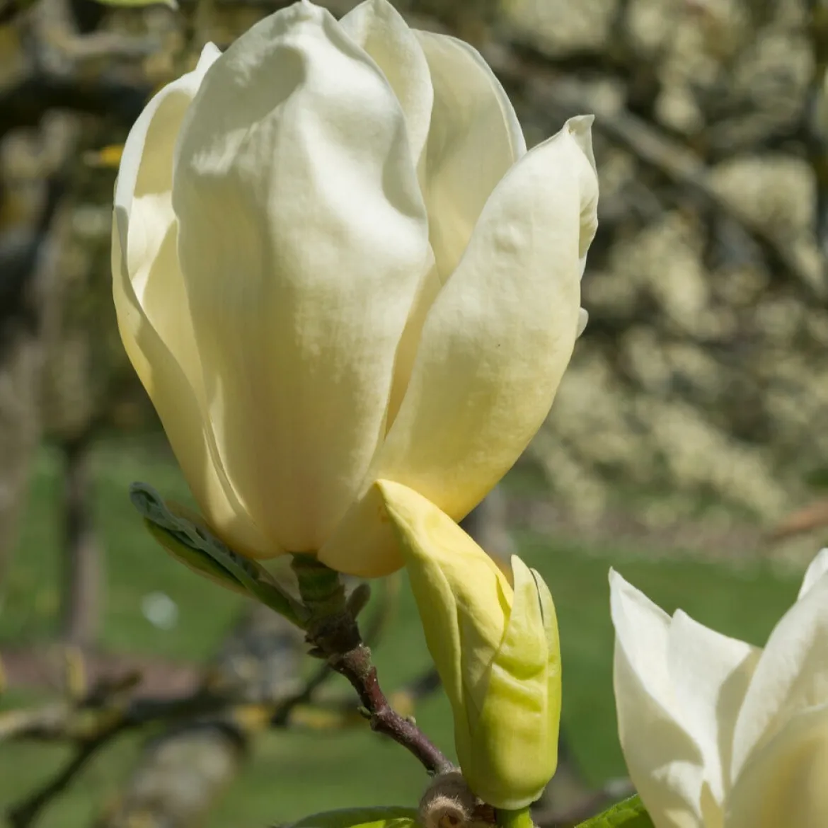 Magnolia Yellow Lantern - Un magnolia jaune rare