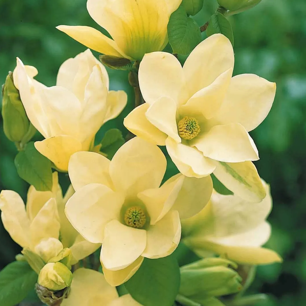 Magnolia Yellow Lantern - Un magnolia jaune rare
