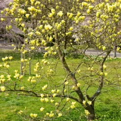Magnolia Yellow Lantern - Un magnolia jaune rare
