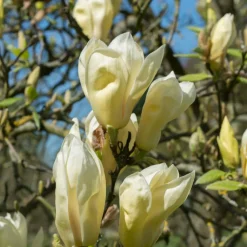 Magnolia Yellow Lantern - Un magnolia jaune rare