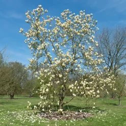 Magnolia Yellow Lantern - Un magnolia jaune rare