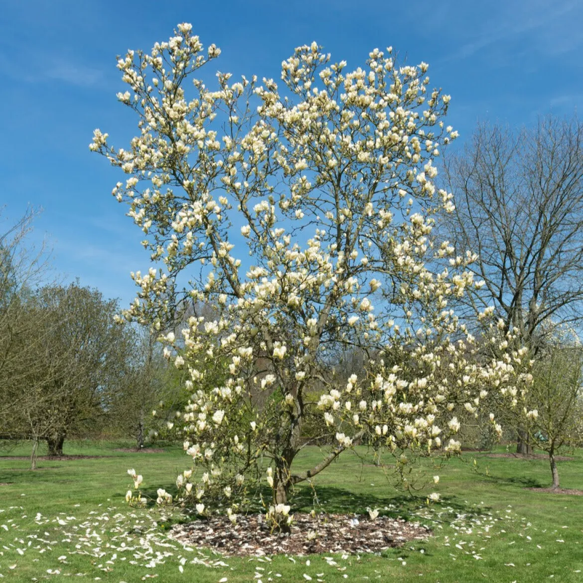 Magnolia Yellow Lantern - Un magnolia jaune rare