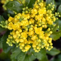Mahonia Apollo - Fleurs jaunes tout l'hiver