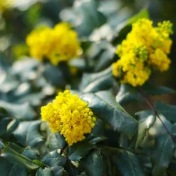 Mahonia Apollo - Fleurs jaunes tout l'hiver