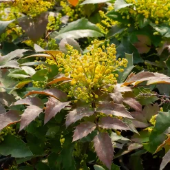 Mahonia Apollo - Fleurs jaunes tout l'hiver