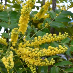 Mahonia Charity - Il fleurit quand tout dort
