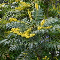 Mahonia Charity - Il fleurit quand tout dort