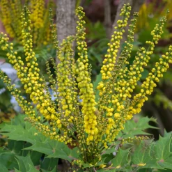Mahonia Charity - Il fleurit quand tout dort
