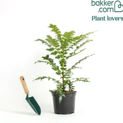Mahonia Charity - Il fleurit quand tout dort