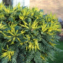 Mahonia Charity - Il fleurit quand tout dort