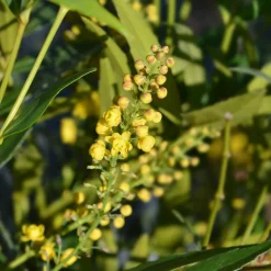 Mahonia confusa Narihira - Une haie douce toute l'année
