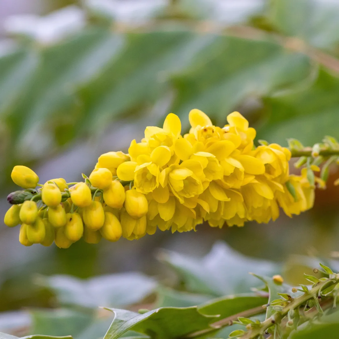 Mahonia media Winter Sun - Il fleurit en plein hiver
