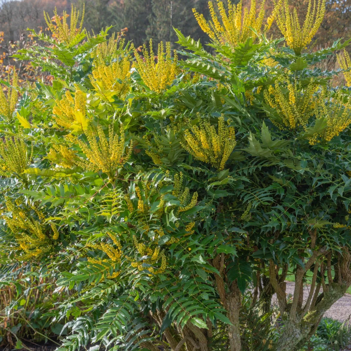 Mahonia media Winter Sun - Il fleurit en plein hiver