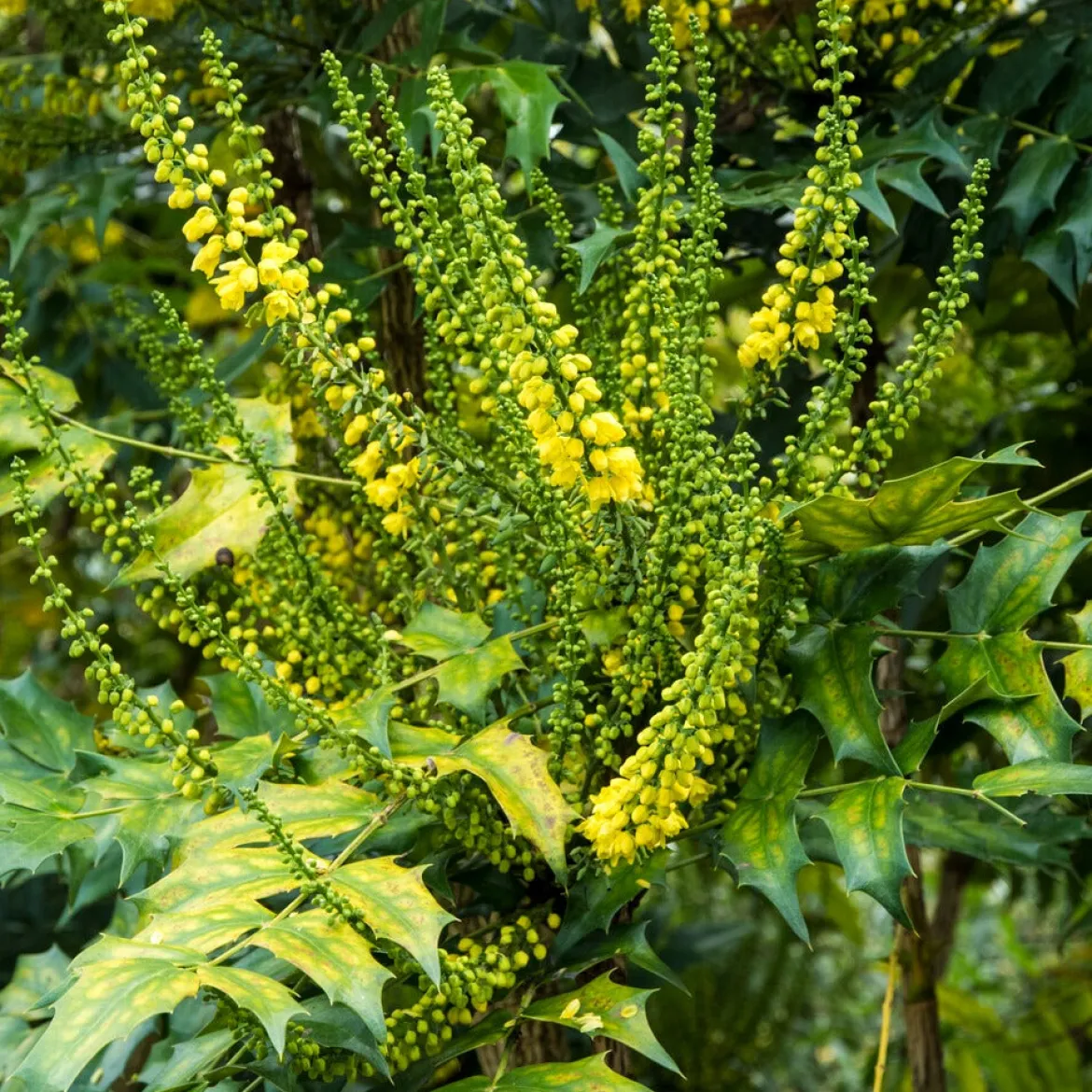 Mahonia media Winter Sun - Il fleurit en plein hiver