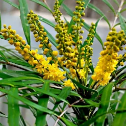 Mahonia 'Soft Caress' - Douceur sans piquant