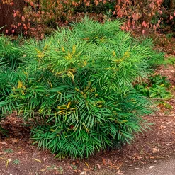 Mahonia 'Soft Caress' - Douceur sans piquant