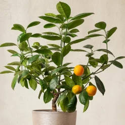 Mandarinier - Vos mandarines maison