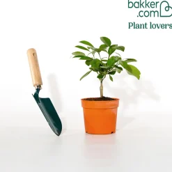 Mandarinier - Vos mandarines maison