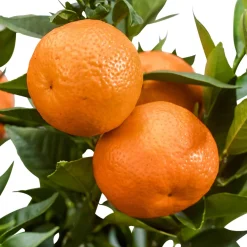 Mandarinier - Vos mandarines maison