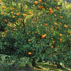 Mandarinier - Vos mandarines maison