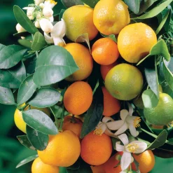 Mandarinier - Vos mandarines maison