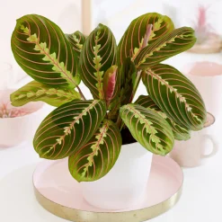 Maranta leuconeura fascinator - La plante qui bouge le soir