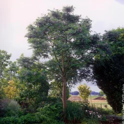 Margousier - Lilas de Perse - L'ombre parfumée en un arbre