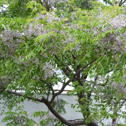 Margousier - Lilas de Perse - L'ombre parfumée en un arbre
