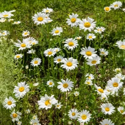 Marguerite commune - La prairie fleurie sans effort