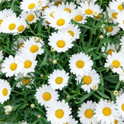Marguerite des Canaries - Des fleurs tout l'été sans effort