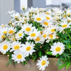 Marguerite des Canaries - Des fleurs tout l'été sans effort