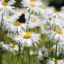 Marguerite d'été Alaska - Des marguerites tout l'été