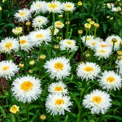 Marguerite d'été Coconut - Fleurs blanches tout l'été
