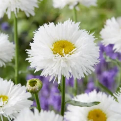 Marguerite d'été Laspider - Des marguerites tout l'été