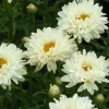 Marguerite d'été Victorian Secret ® - La marguerite qui rougit