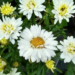 Marguerite d'été Victorian Secret ® - La marguerite qui rougit