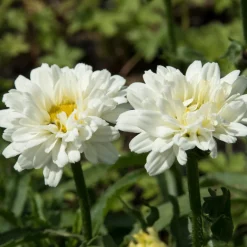 Marguerite d'été Victorian Secret ® - La marguerite qui rougit