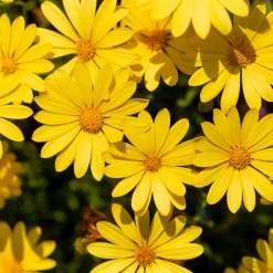 Marguerite du Cap jaune - Oestospermum - Le soleil dans votre pot