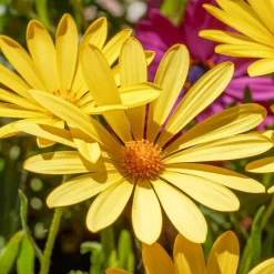 Marguerite du Cap jaune - Oestospermum - Le soleil dans votre pot