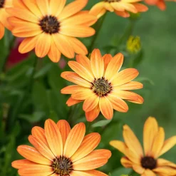 Marguerite du Cap orange - Oestospermum - Un balcon fleuri sans effort